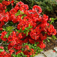 Chaenomeles superba Crimson and Gold - Japanse sierkwee 'Crimson and Gold' - Bloeiende heesters
