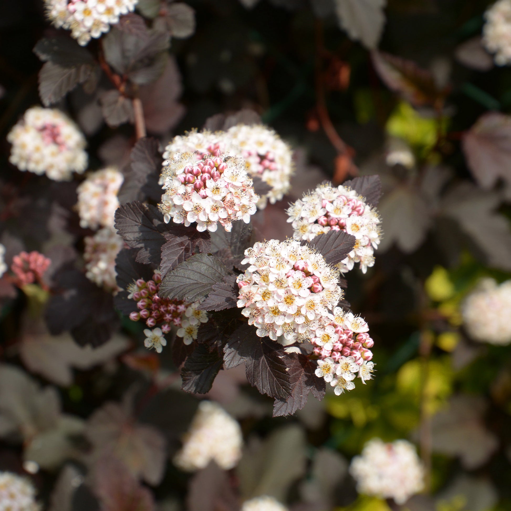 Verkoop Fysocarp Red Baron - Physocarpus opulifolius Red Baron