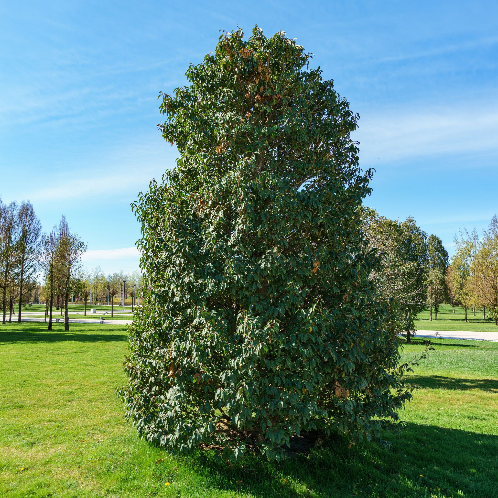 Verkoop Portugese laurier - Prunus lusitanica