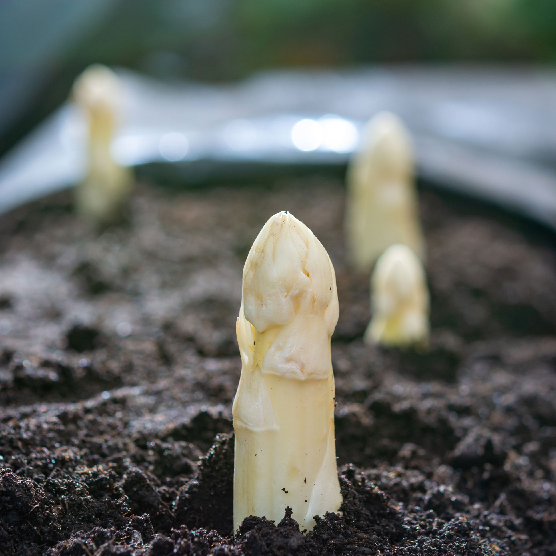 Asparagus officinalis argenteuil - Asperge 'Argenteuil' (x10) - Moestuinplanten