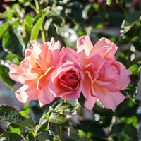 Rosa Aprikola ® - Roos 'Aprikola'® - Geurende rozen