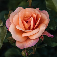 Roos 'Aprikola'® - Rosa Aprikola ® - Bakker
