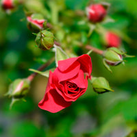 Rosa Toscana ® - Roos 'Toscana'® - Geurende rozen