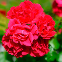 Geurende rozen - Roos 'Toscana'® - Rosa Toscana ®
