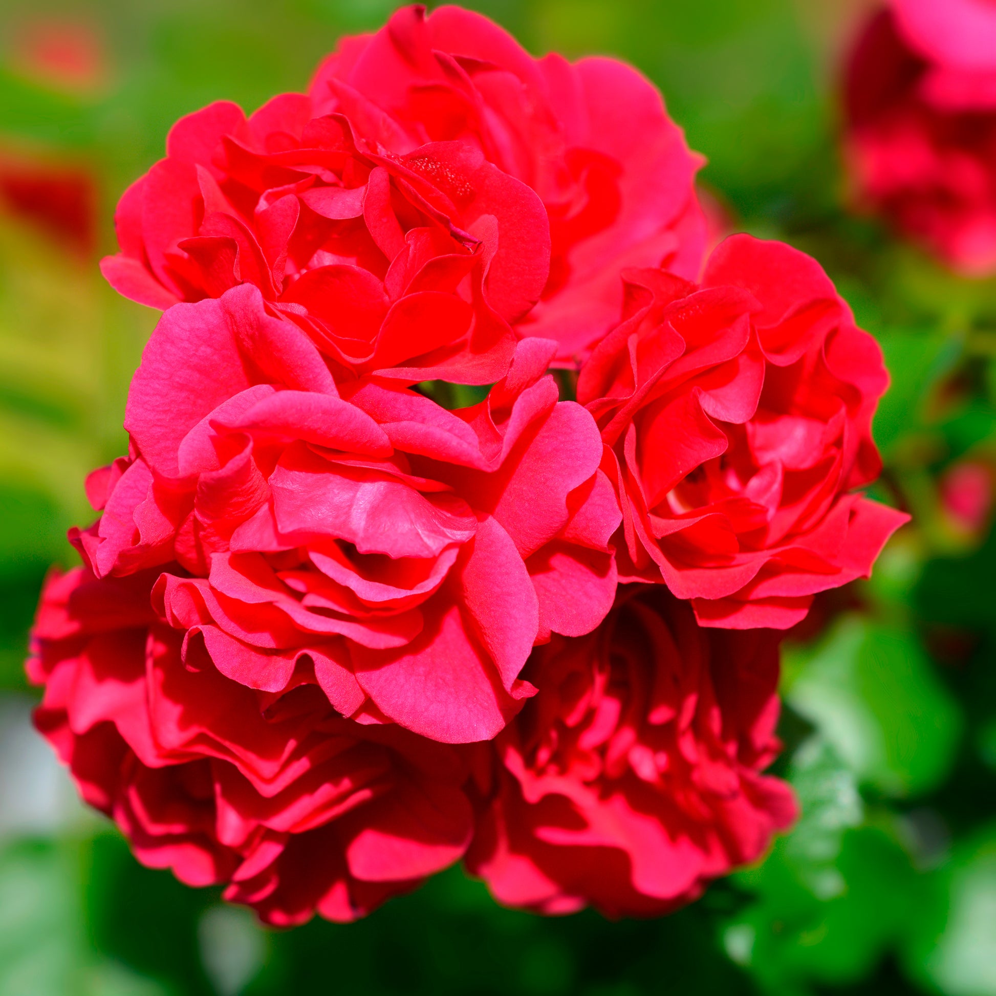 Geurende rozen - Roos 'Toscana'® - Rosa Toscana ®
