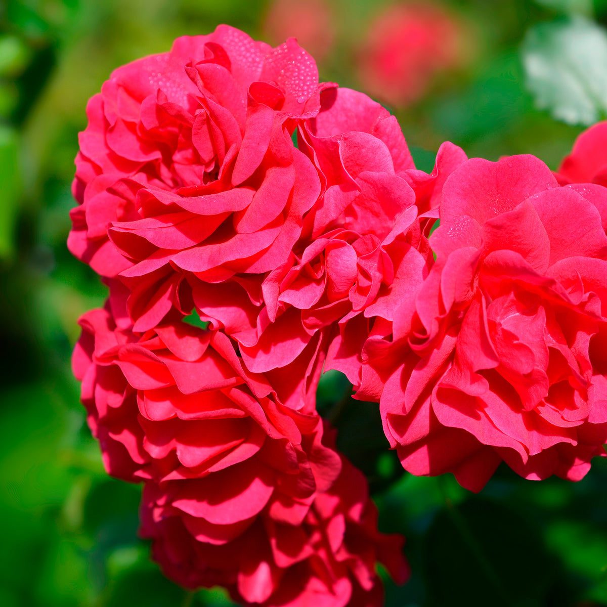 Roos 'Toscana'® - Bakker