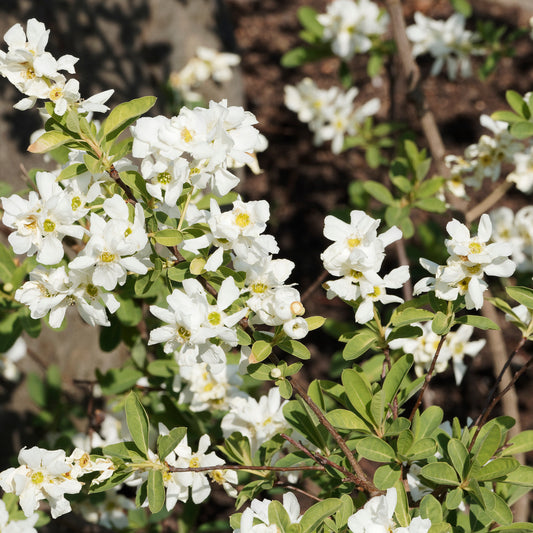 Parelstruik - Exochorda macrantha 'the bride' - Tuinplanten