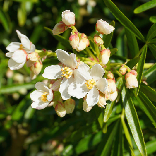 Mexicaanse oranjebloesem 'Aztec Pearl' - Bakker