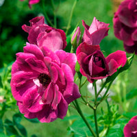 Roos 'Burgundy Ice'® - Rosa burgundy ice ® - Bakker