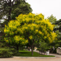 Verkoop Lampionboom - Koelreuteria paniculata