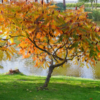 Verkoop Fluweelboom - Rhus typhina