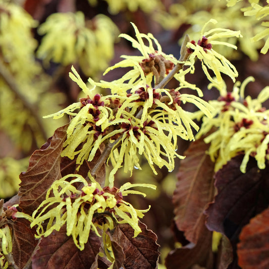 Sunburst' Chinese toverhazelaar - Bakker