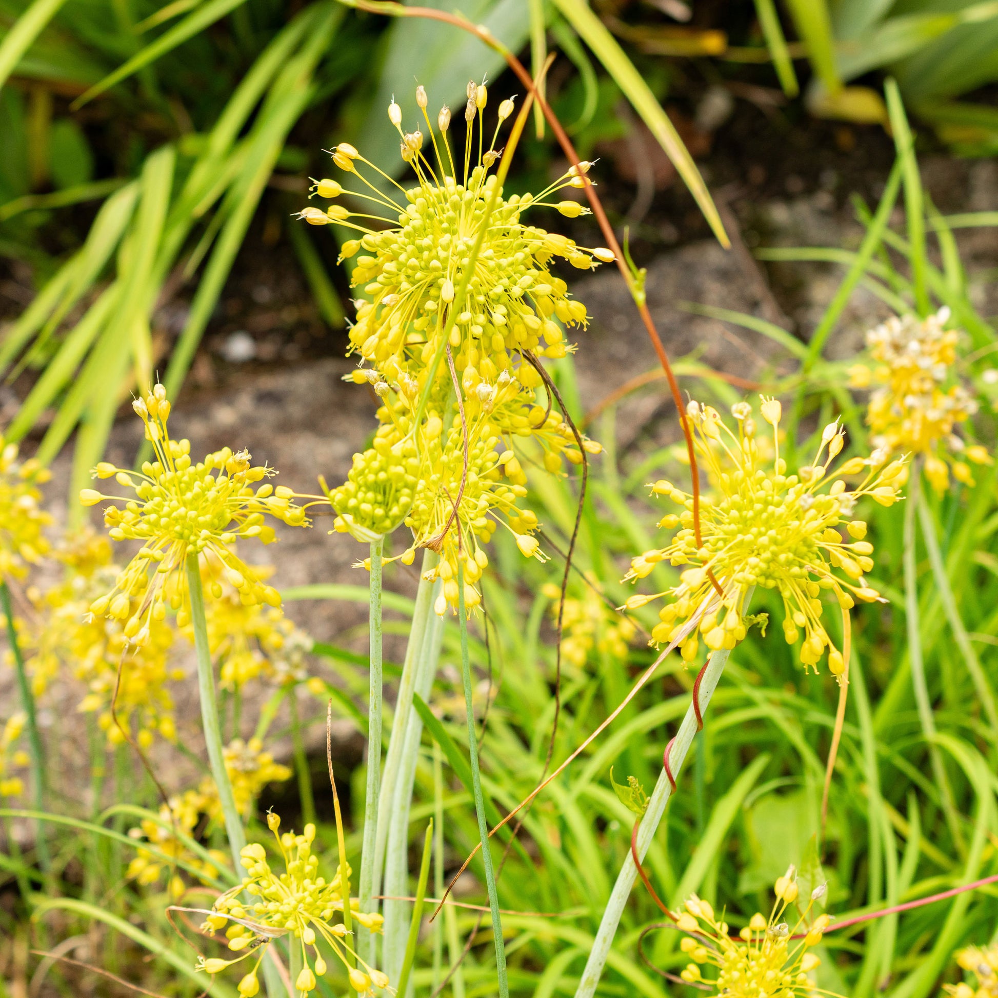 Vaste planten - Gele look - Allium flavum