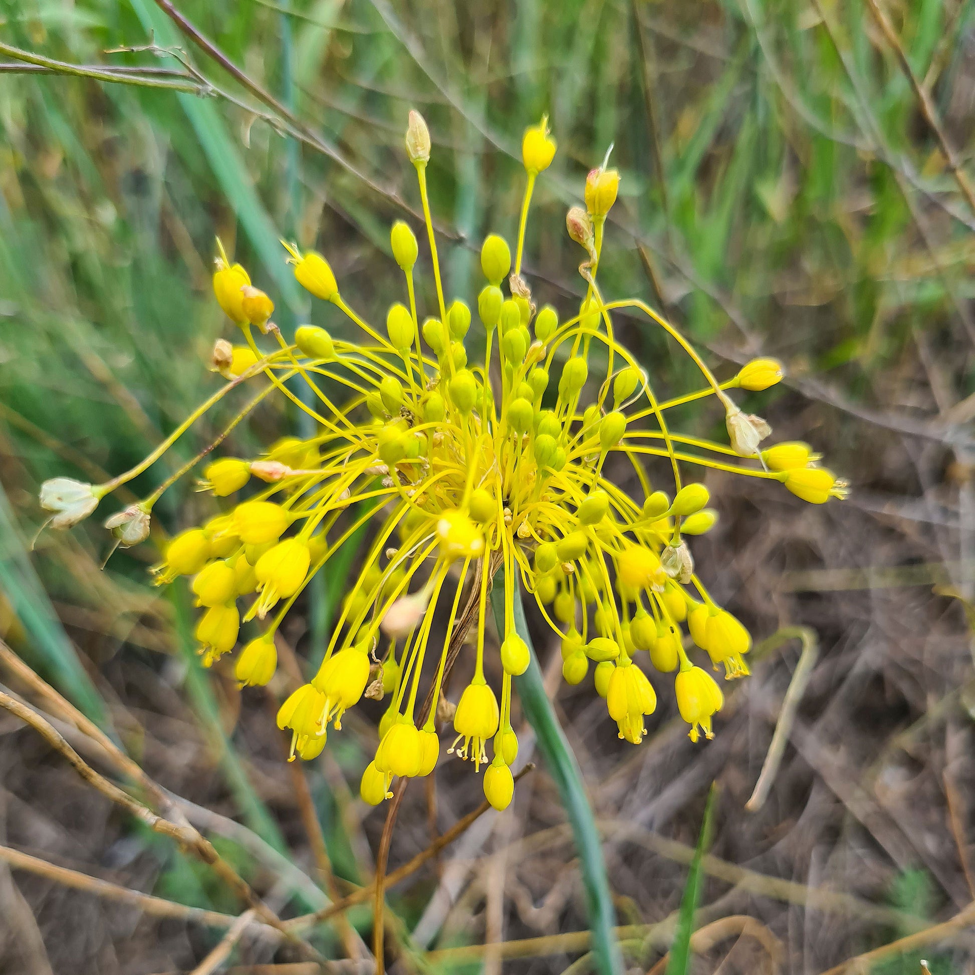 Allium flavum - Gele look - Vaste planten