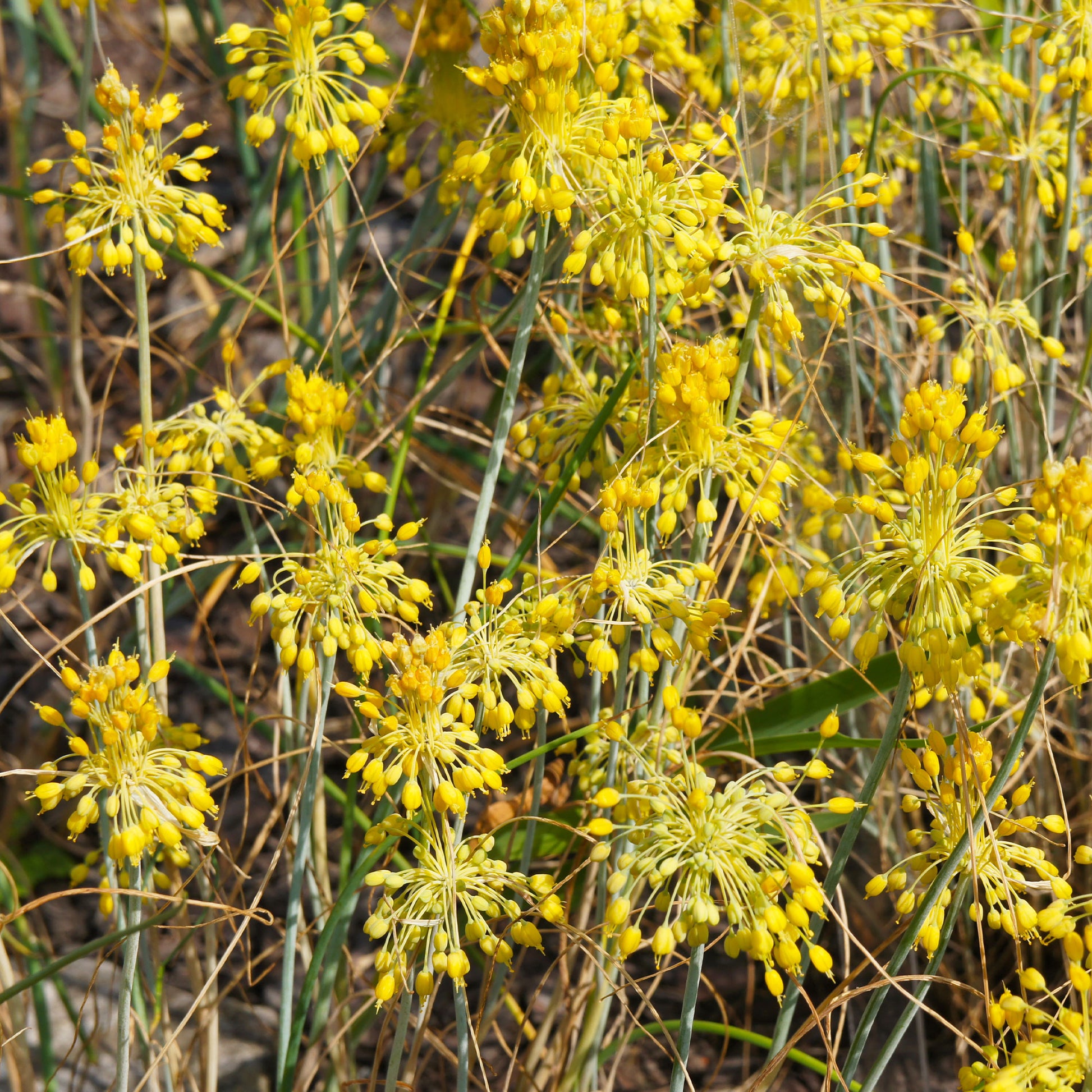 Gele look - Allium flavum - Bakker