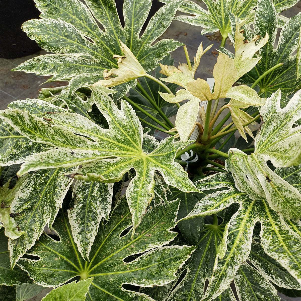 Vingerplant 'Spider Web' - Fatsia japonica Spider Web - Bakker