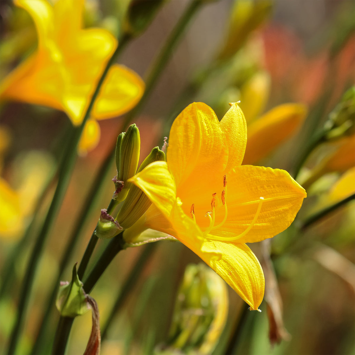 Hemerocallis - Daglelie - Daglelie 'Corcy' - Hemerocallis corky