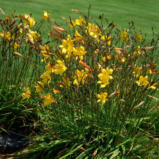 Daglelie 'Corcy' - Bakker