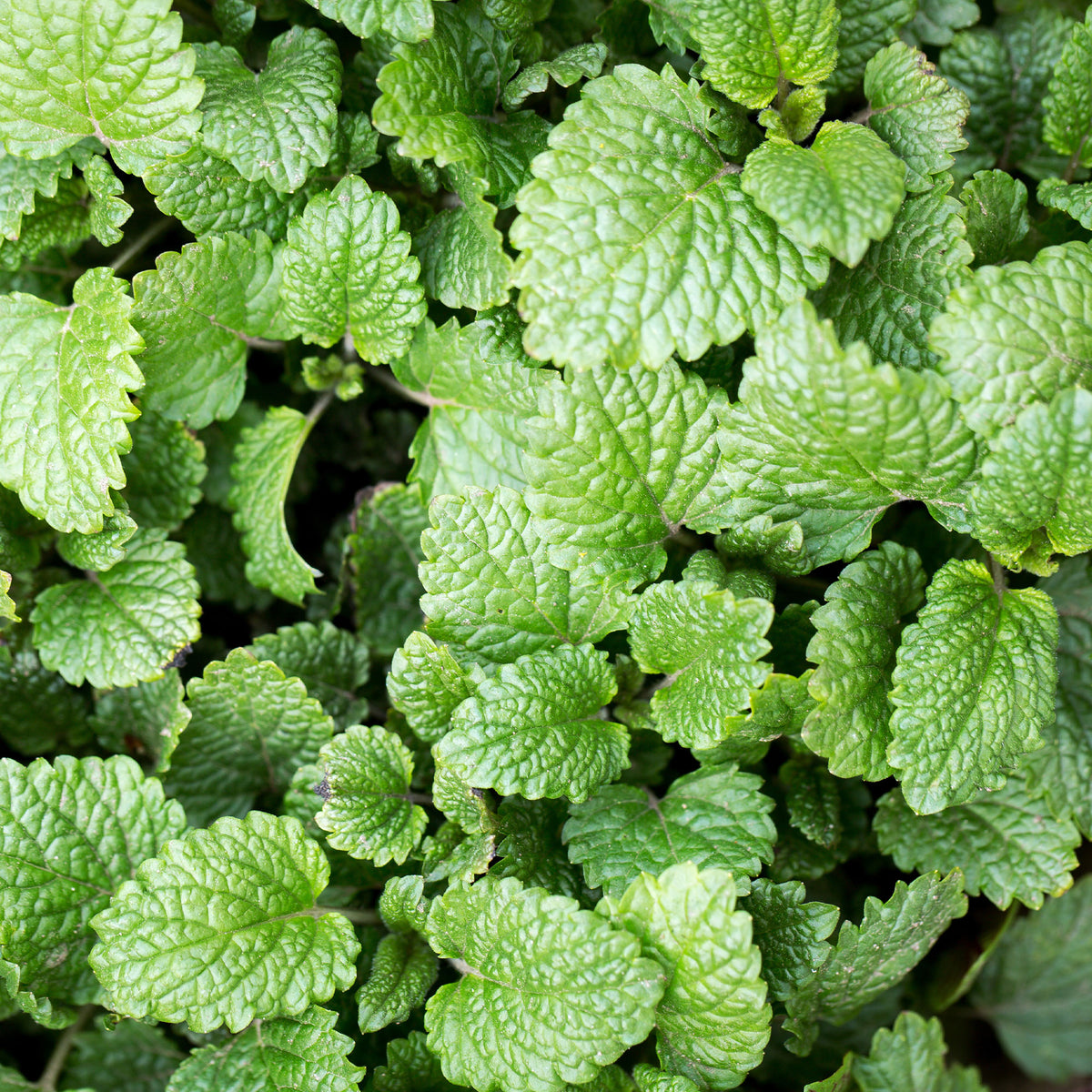 Citroenmelisse - Melissa officinalis - Bakker