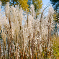 Prachtriet 'Malepartus' - Miscanthus sinensis malepartus - Bakker