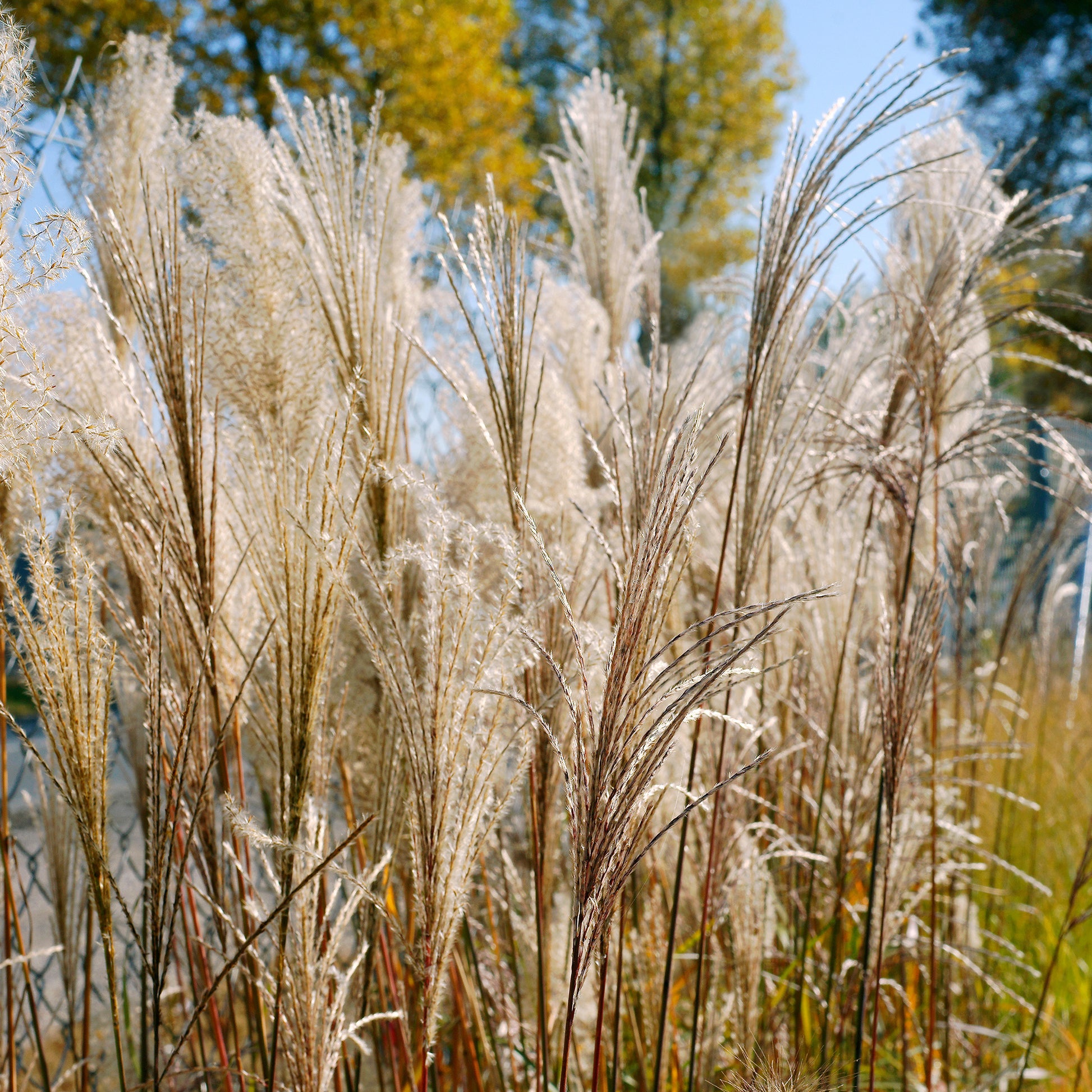 Prachtriet 'Malepartus' - Miscanthus sinensis malepartus - Bakker