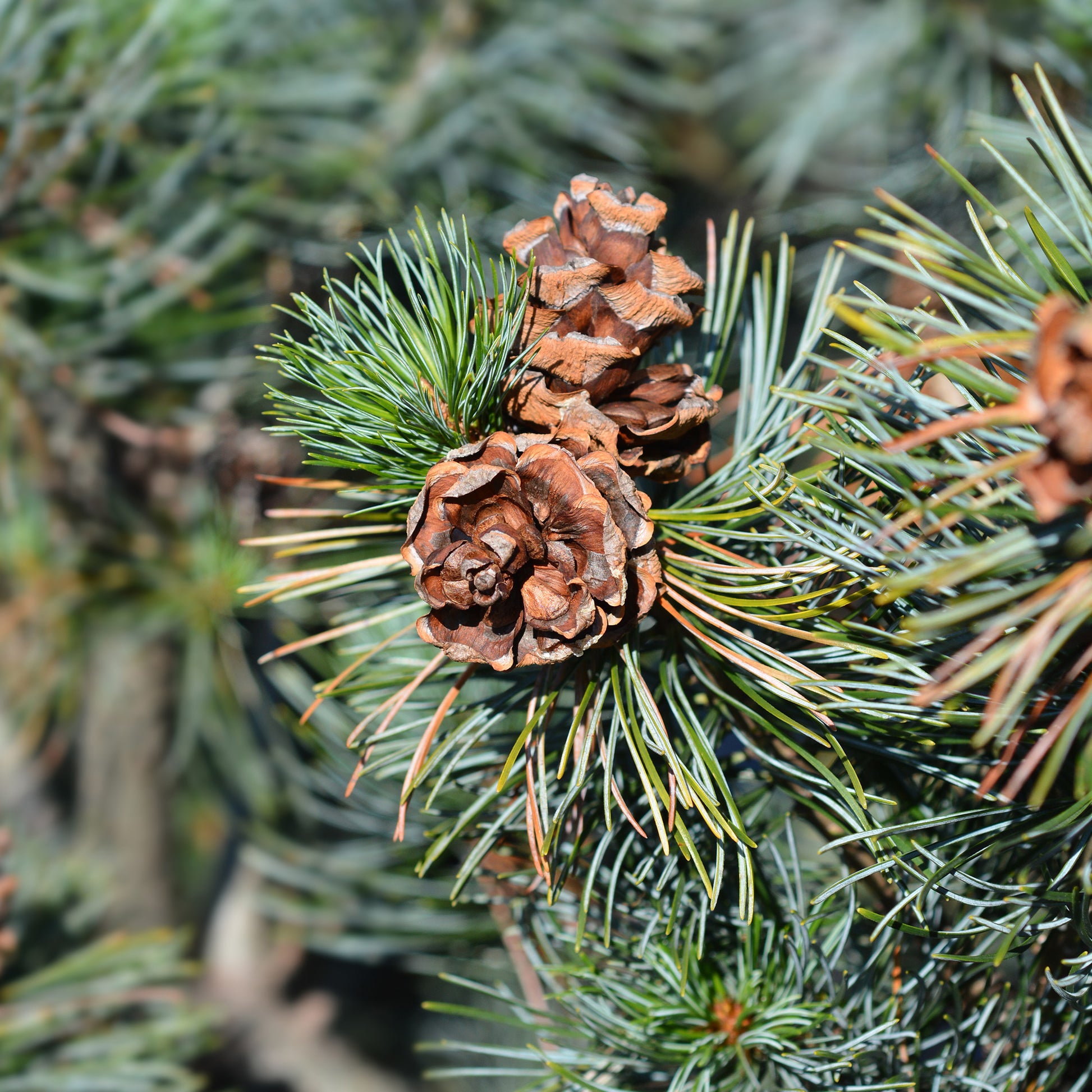 Pinus parviflora Negishi - Japanese witte den - Den