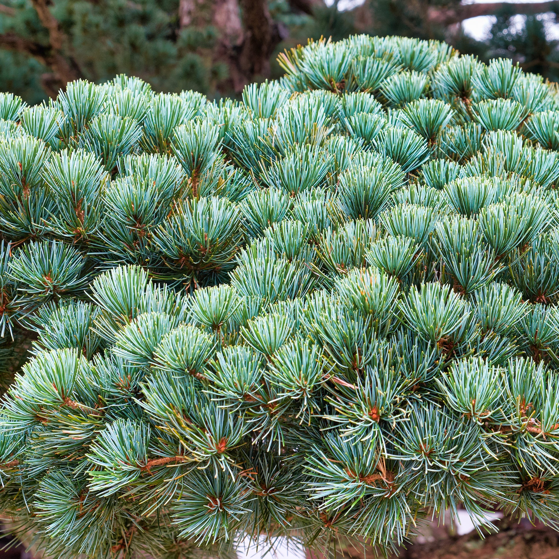 Japanese witte den - Pinus parviflora Negishi - Bakker