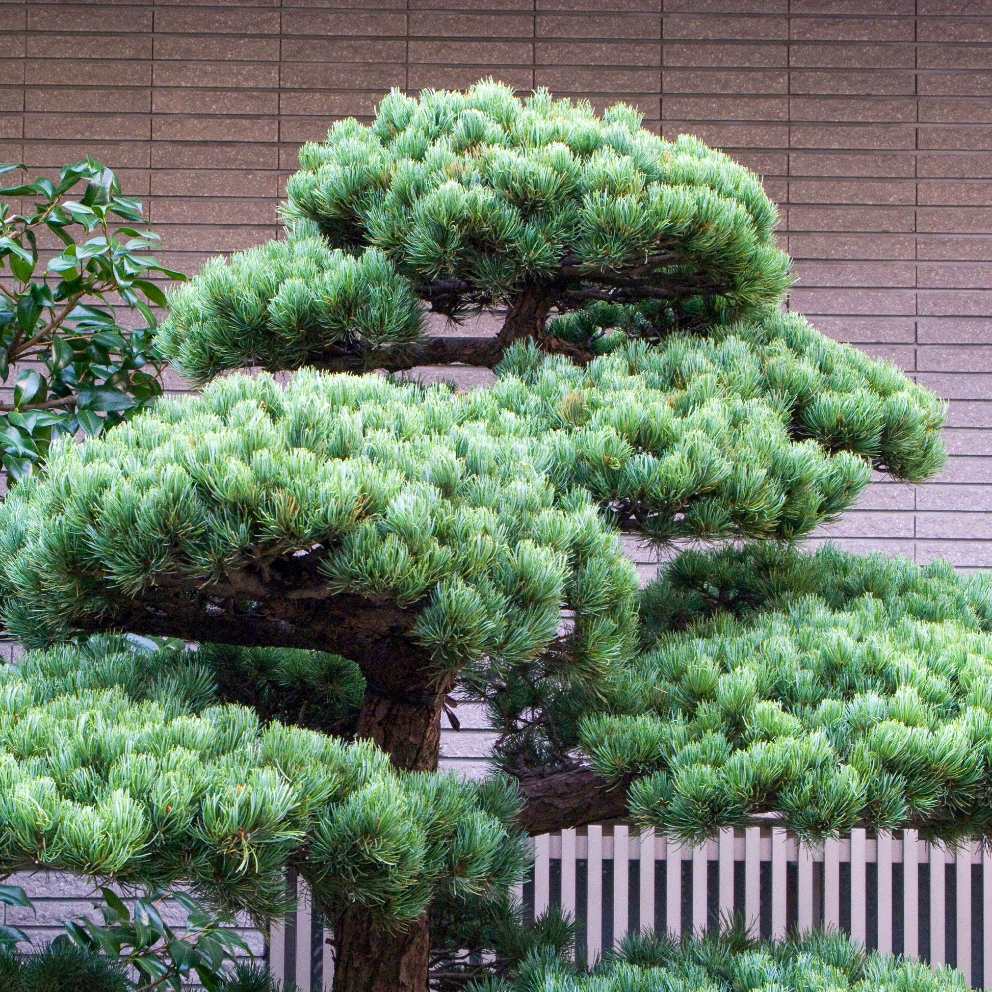 Den - Japanese witte den - Pinus parviflora Negishi