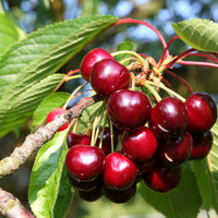 Prunus avium van, napoleon, burlat - Zoete kers Mix 'Van' + 'Napoleon' + 'Burlat' (x3) - 