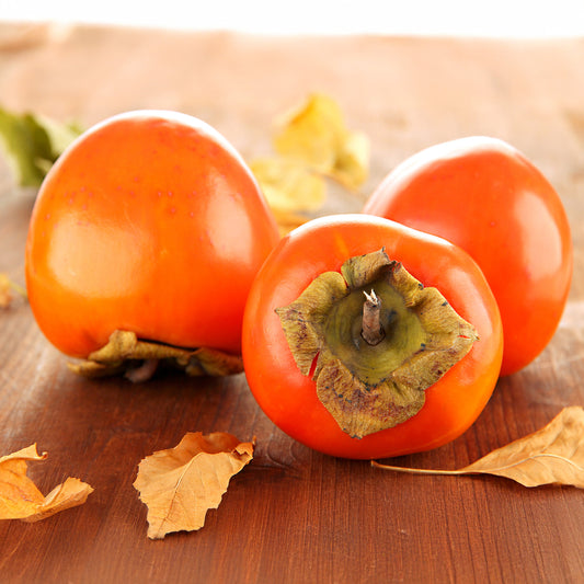 Kakiboom 'Rojo Brilliante' - Bakker