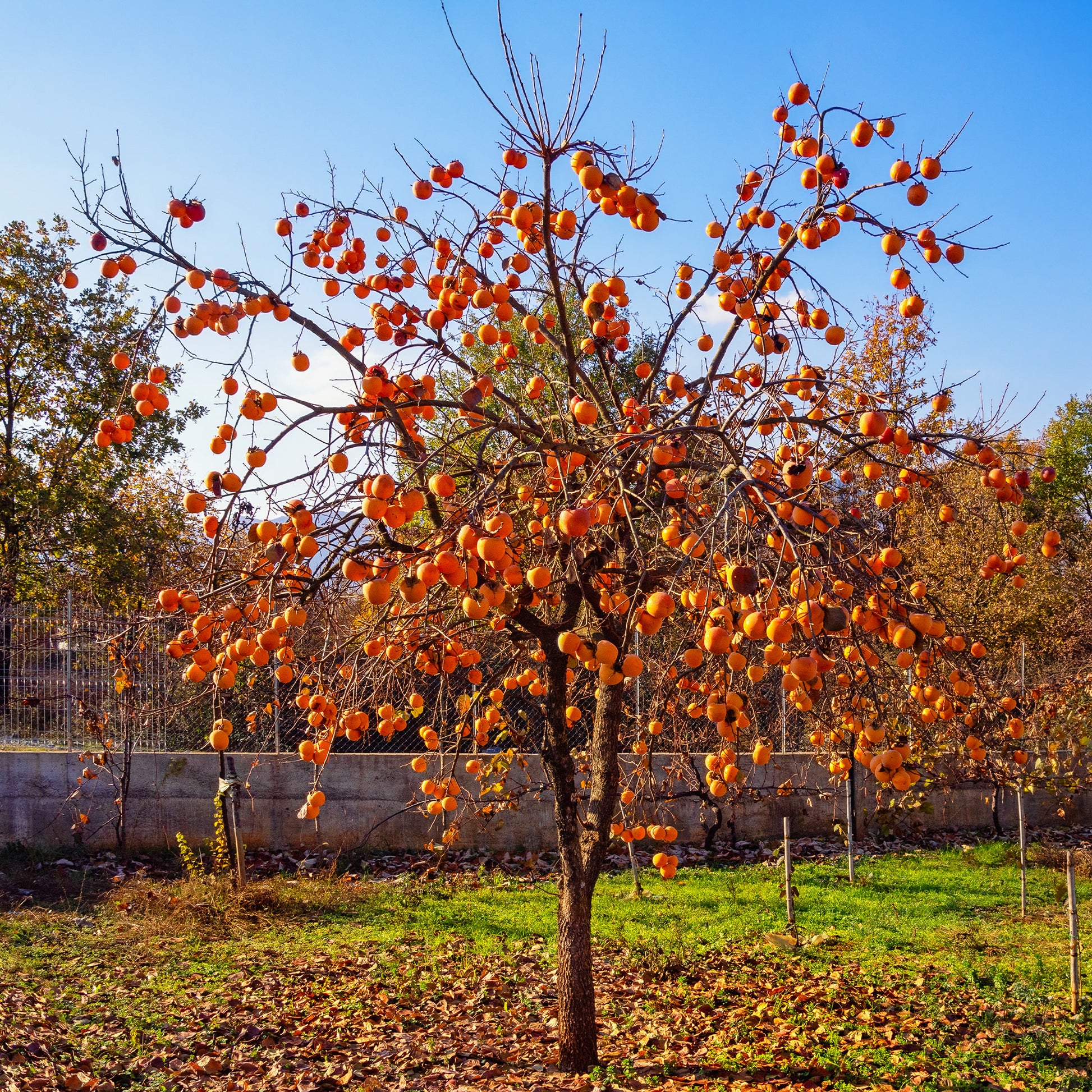 Kaki diospyros rojo brillante - Kakiboom 'Rojo Brilliante' - 