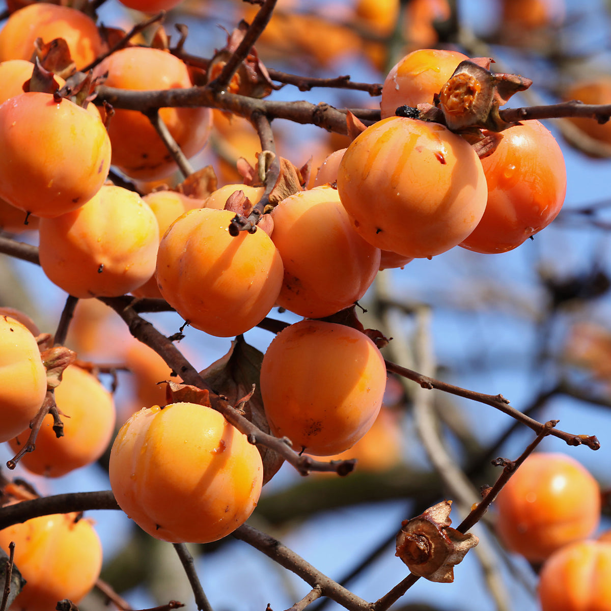 Kakibomen - Kakiboom 'Tipo' - Kaki diospyros tipo