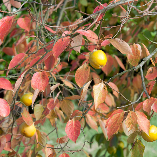 Kaki diospyros tipo - Kakiboom 'Tipo' - Kakibomen