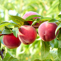 Verkoop Perzik 'Suncrest' - Prunus persica suncrest