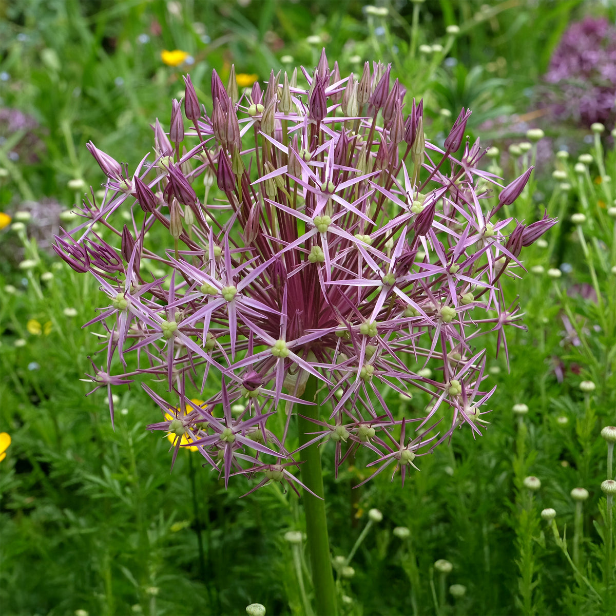 Allium Christophii (x10) - Bakker