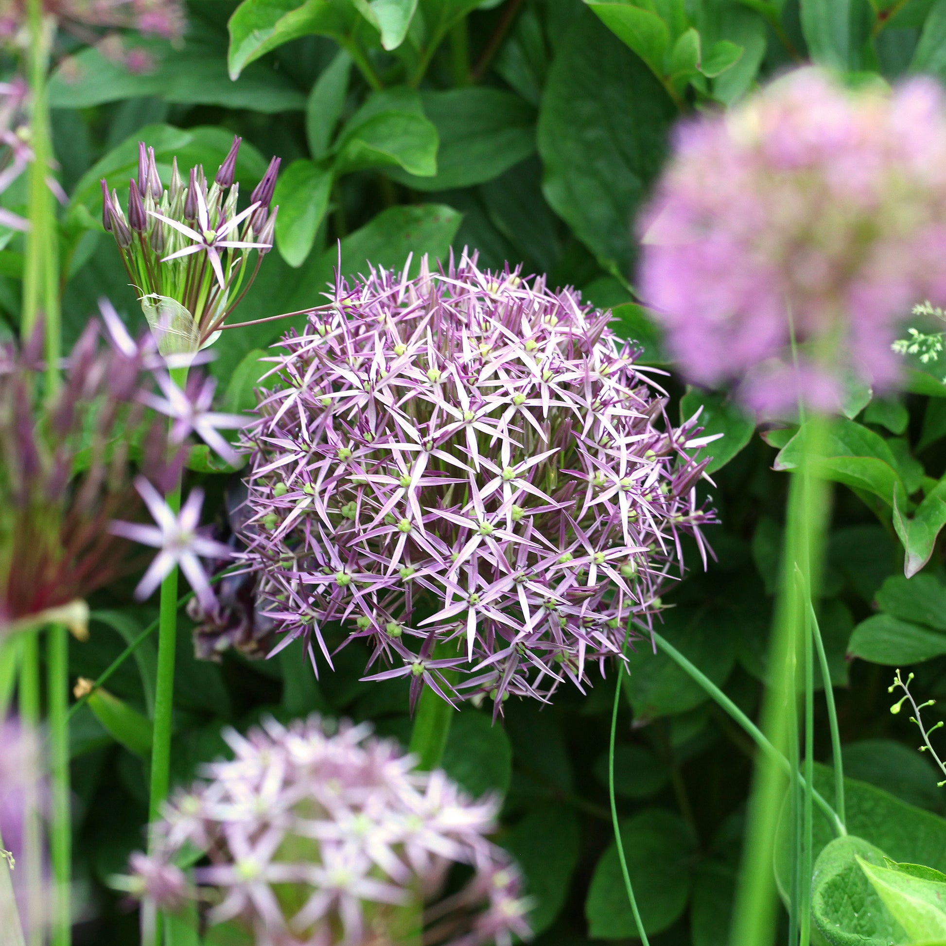 Verkoop Allium Christophii (x10) - Allium christophii