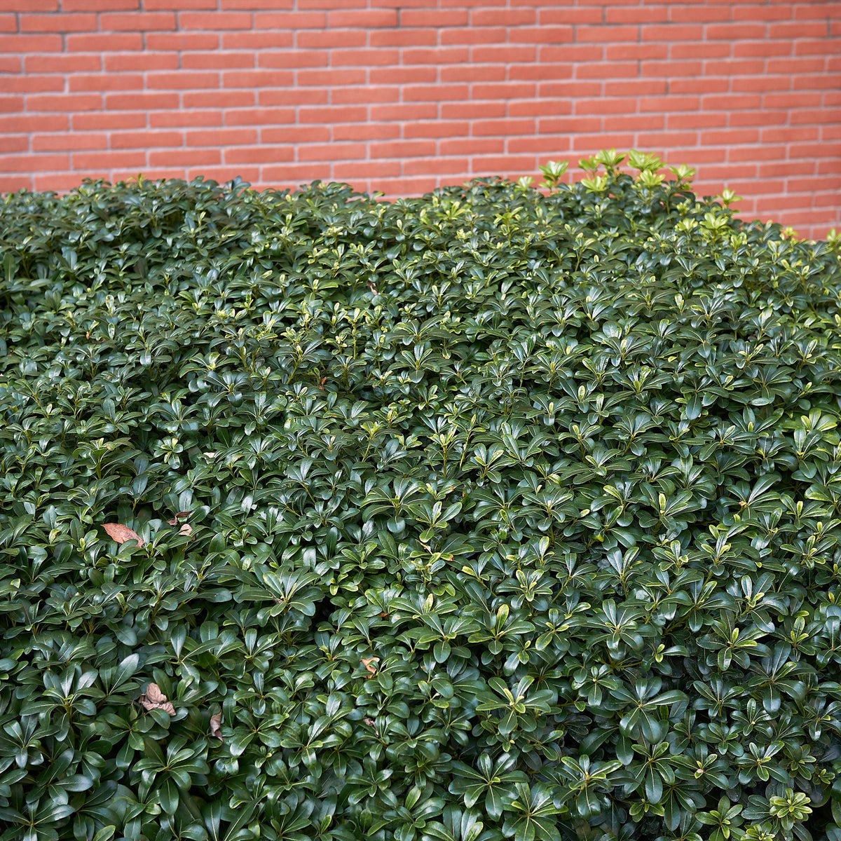 Australische Laurier - Pittosporum tobira - Bakker
