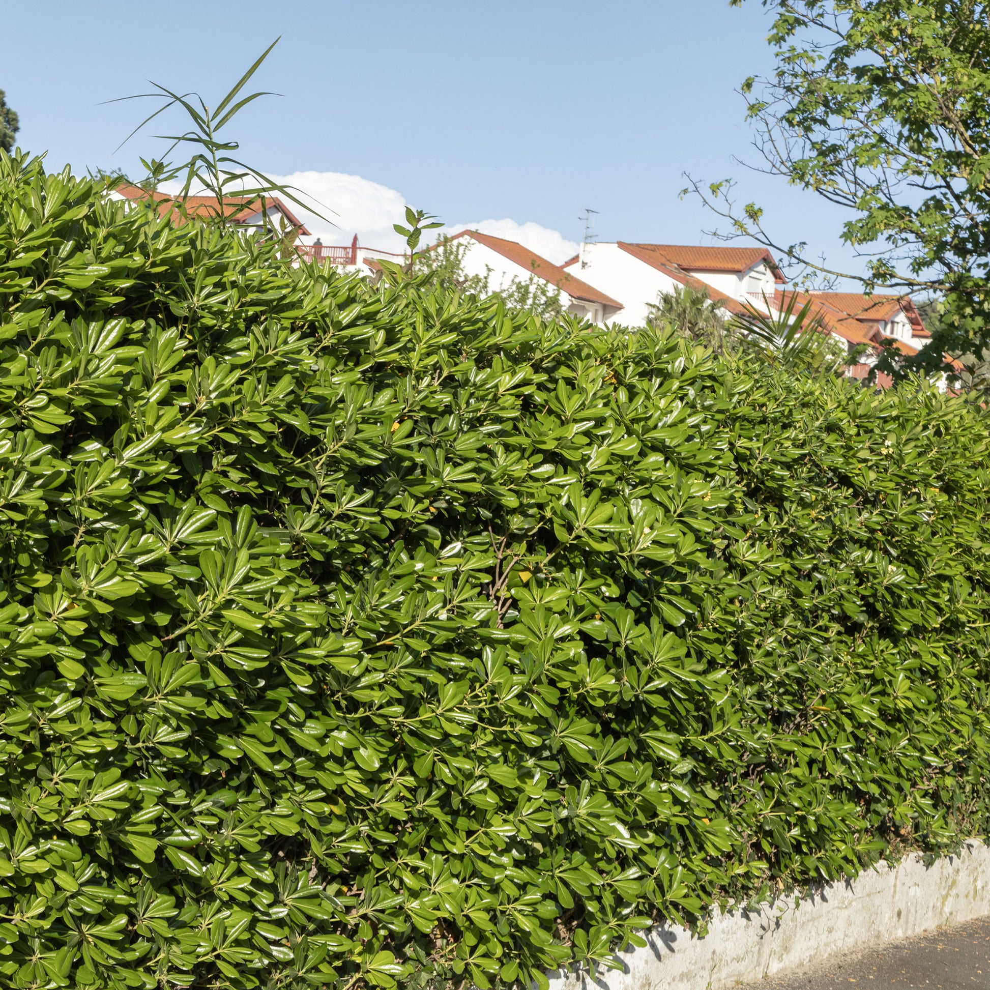 Verkoop Australische Laurier