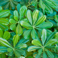 Wintergroene heesters - Australische Laurier - Pittosporum tobira