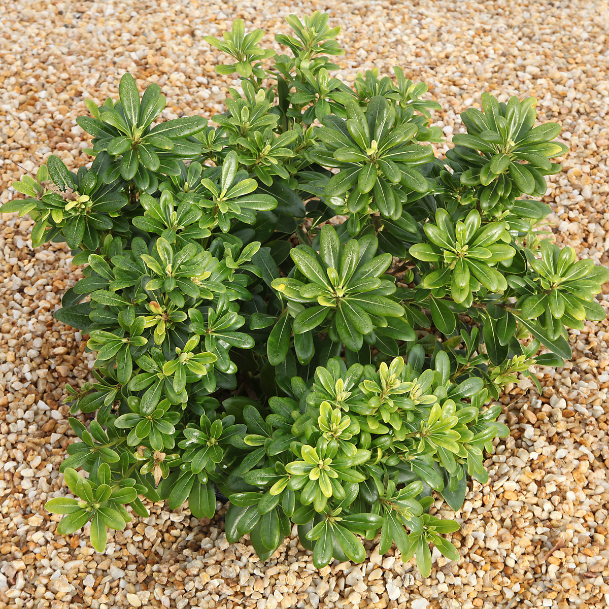 Australische Dwerg Laurier - Pittosporum tobira Nana - Bakker