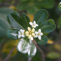 Australische Laurier - Pittosporum tobira - Groenblijvende heesters