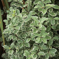 Verkoop Australische bonte Laurier - Pittosporum tenuifolium Variegatum