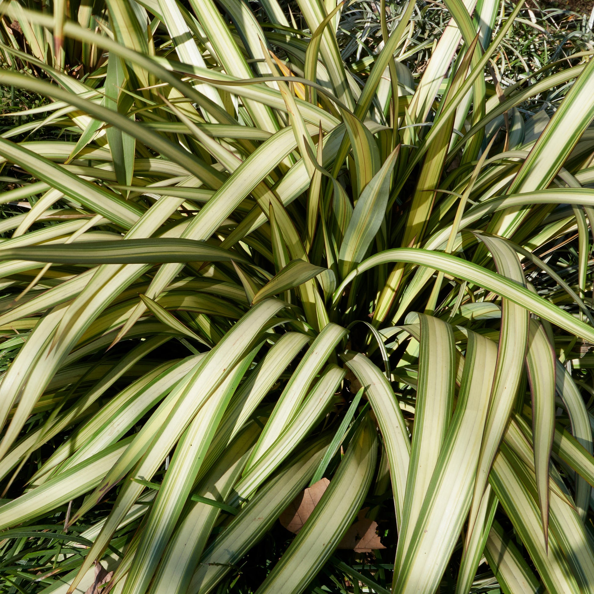 Nieuw Zeelands vlas - tricolor - Phormium tricolor - Mediterrane planten