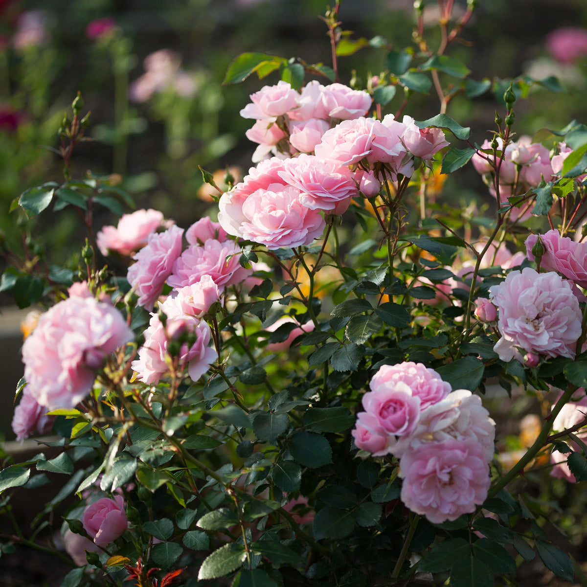 Roos 'Bonica 82'® - Rosa Bonica 82 ® - Bakker