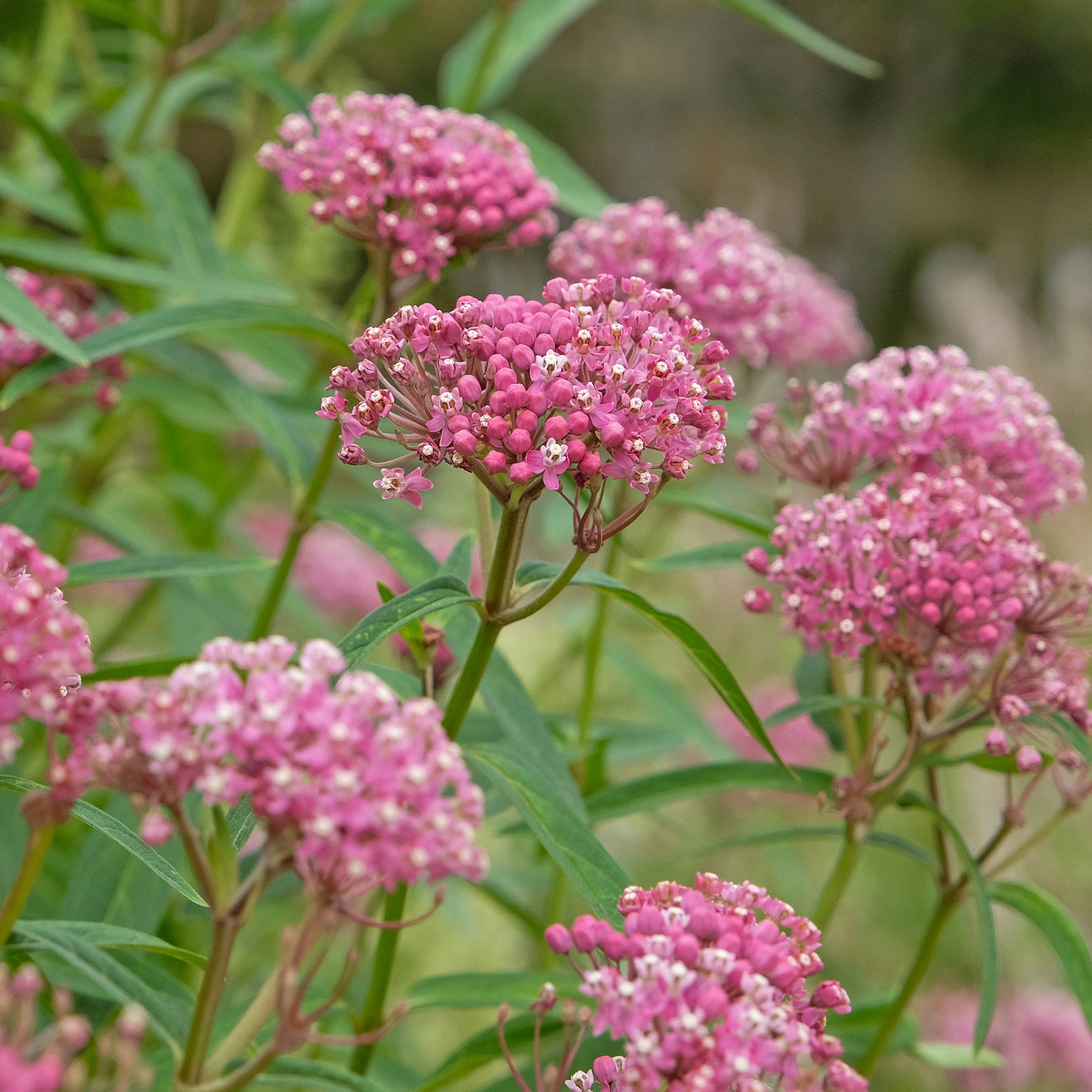 Asclepias incarnata - Rode zijdeplant (x3) - Vaste planten