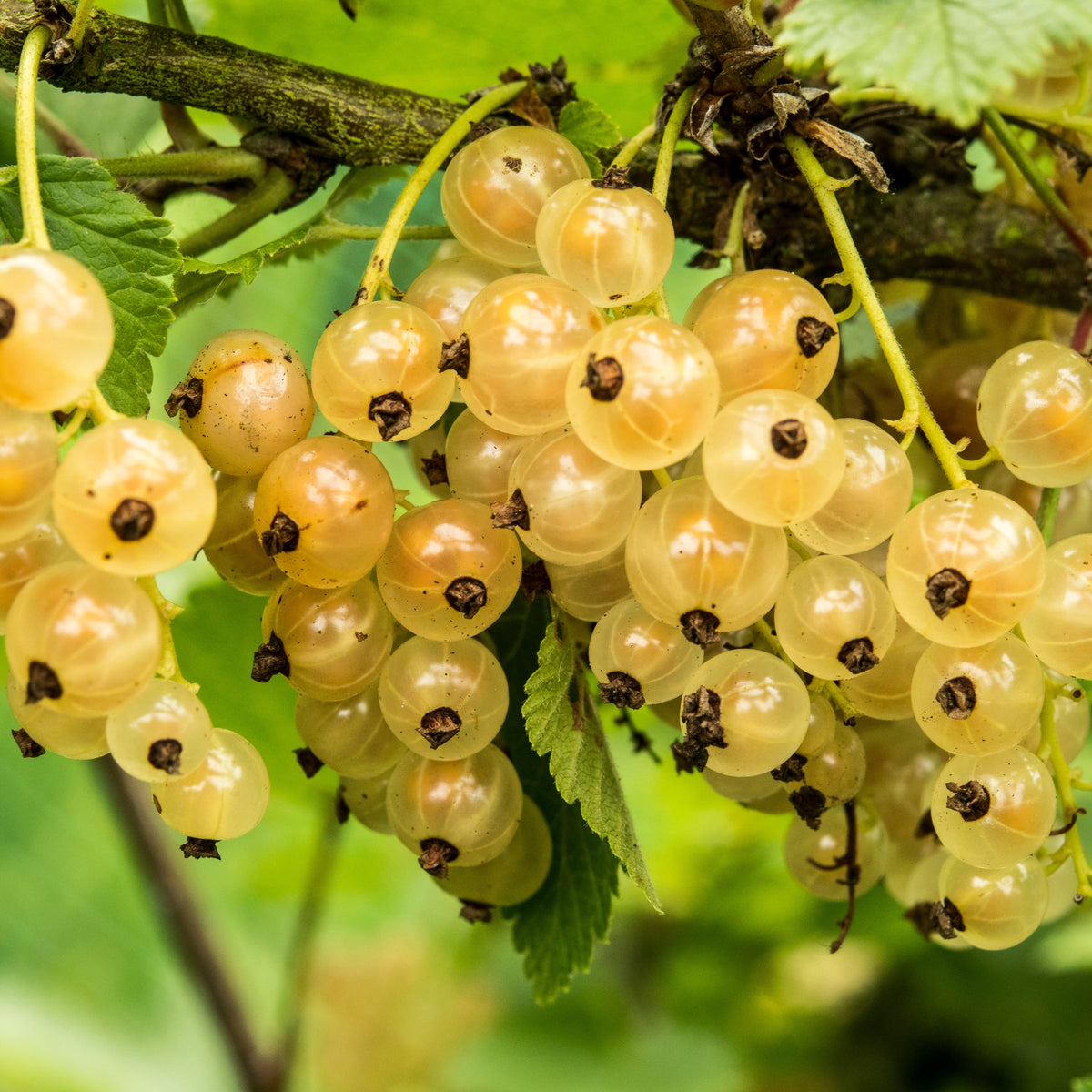 Witte aalbes 'Witte Hollander' - Ribes rubrum Witte Hollander - Bakker