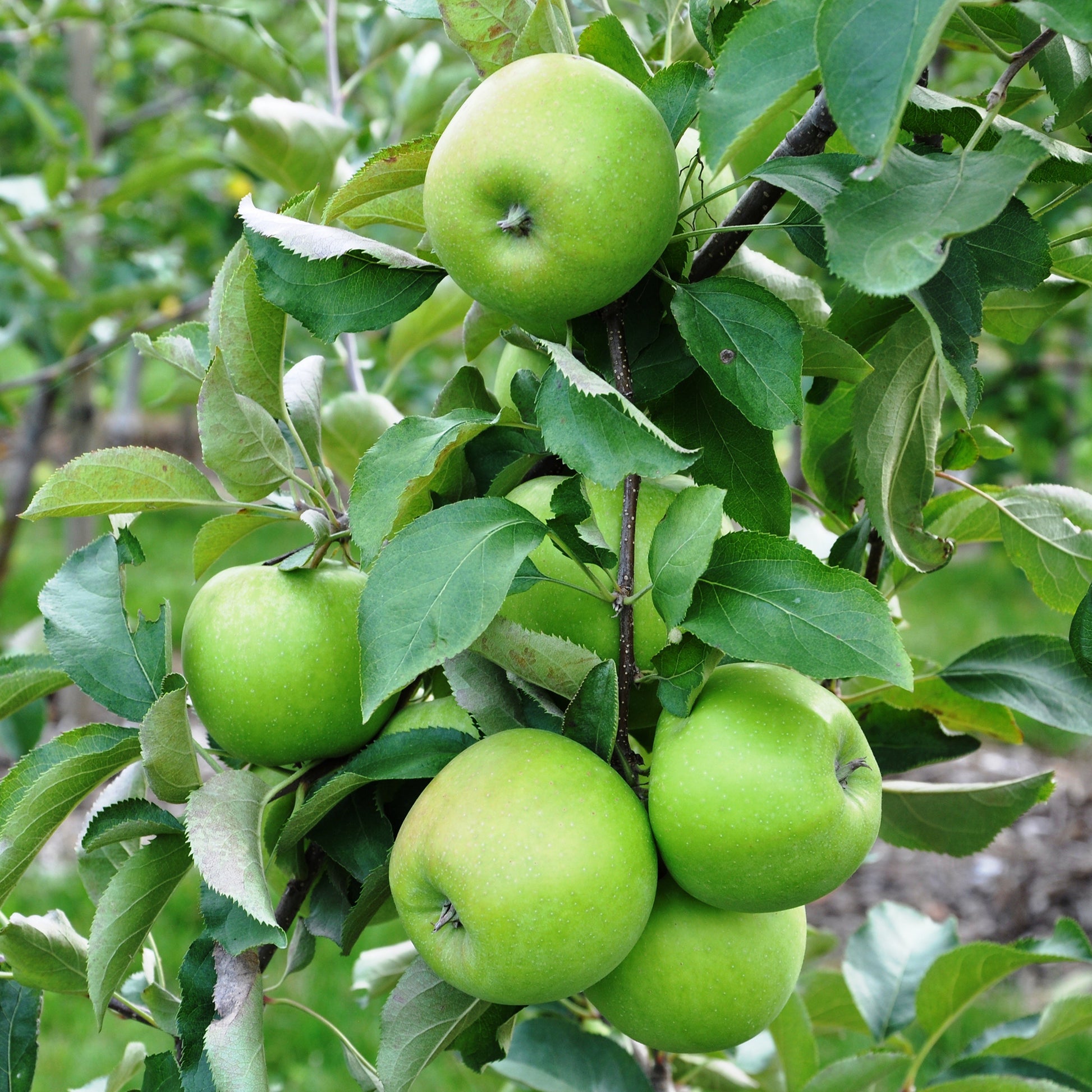 Appelbomen - Appelboom 'Granny Smith' - Malus domestica 'granny smith'