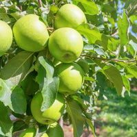 Malus domestica 'granny smith' - Appelboom 'Granny Smith' - Appelbomen