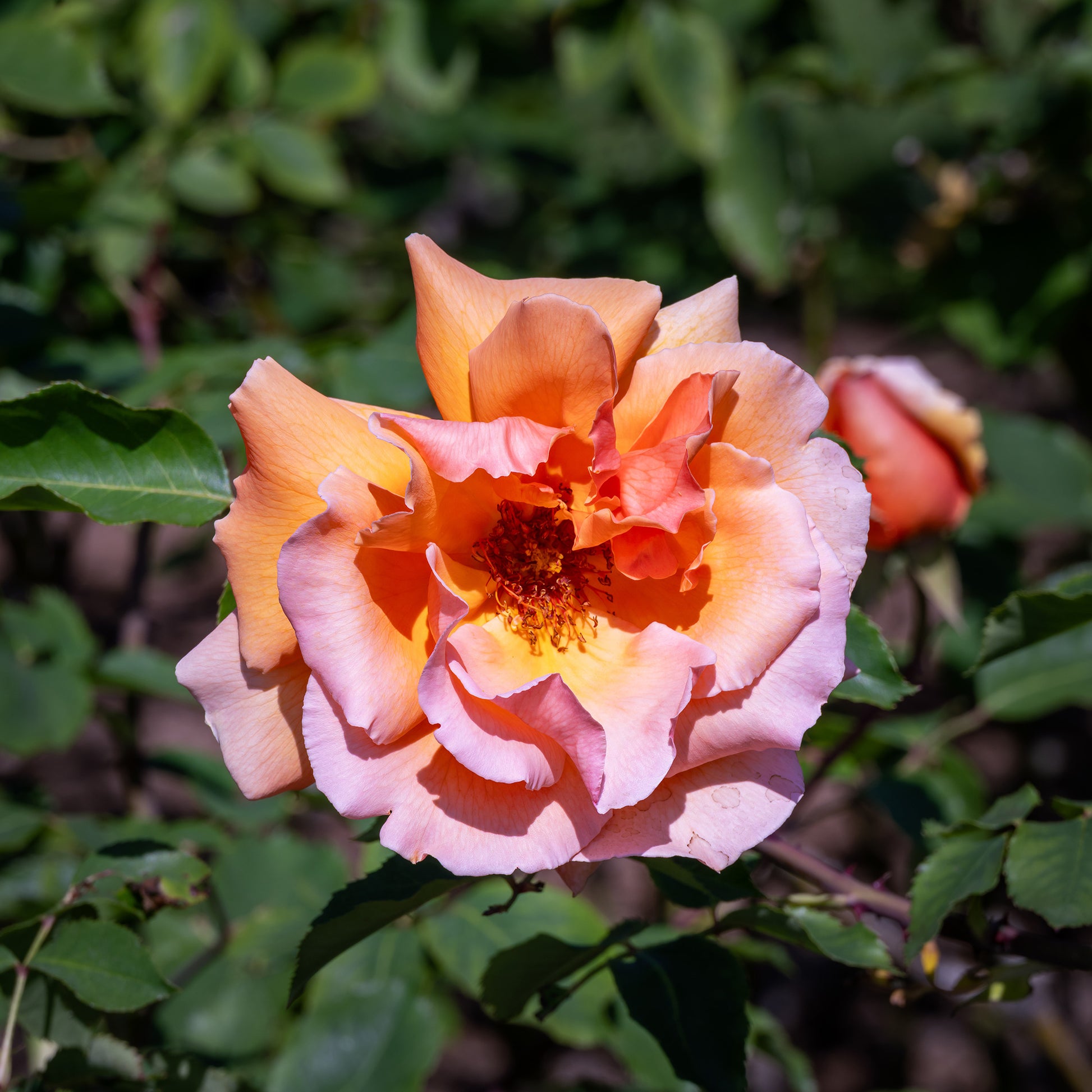 Rosa just joey ® - Roos 'Just Joey'® - Geurende rozen