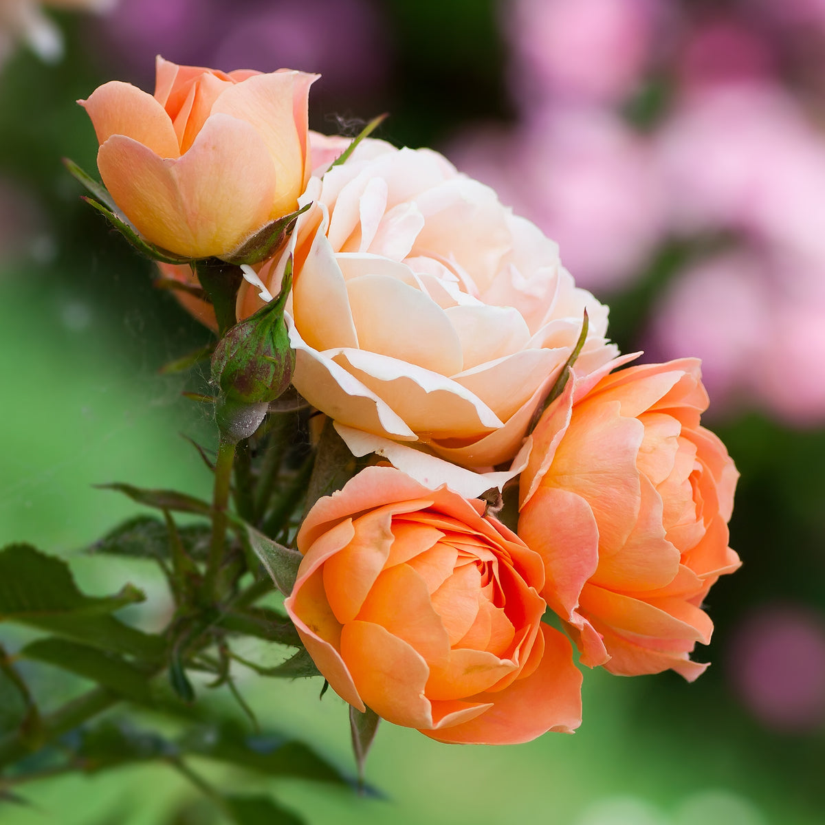 Rosa sweet dream ® - Trosroos 'Sweet Dream'® - Rozen